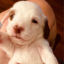 Bebe - Piebald female Dachshund puppy in Petersburg, Virginia from Wiggle Waddle Dachshunds