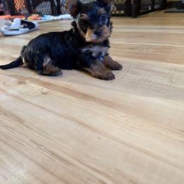 Yorkshire Terrier Puppies from The Yorkie House