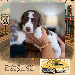 Skyliner - Chocolate male Goldendoodle puppy in Garland, Texas from Twilight Doodles
