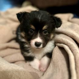 Blue Collar Boy Buddy - Black and tan male Pembroke Welsh Corgi puppy in Paris, Kentucky from Flat Run Corgis