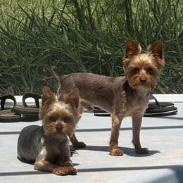 Puppy 4 - Chocolate and tan male Yorkshire Terrier puppy in Kissimmee, Florida from The Yorkie House