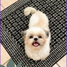 Alanis - Shih Tzu