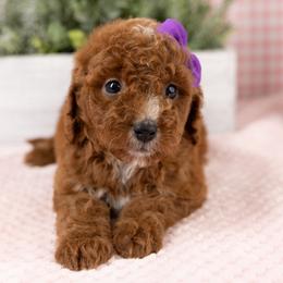 Cavapoo, Cockapoo, Maltipoo, and Poodle Puppies from My Doodle Puppy