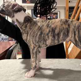 Brindle boy - Fawn brindle male Whippet puppy in Erving, Massachusetts from Devine Hounds