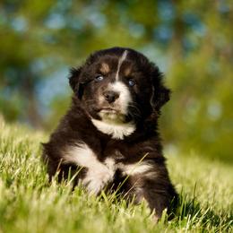 Stormy - Black tri-color male Australian Shepherd puppy in Glenville, Pennsylvania from Rolling Hills Australian Shepherds