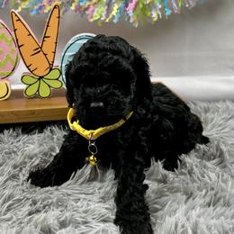 Janice - Black female Cockapoo puppy in Lancaster, Missouri from Cavapoo Acres