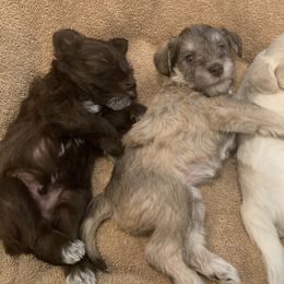 Miniature Schnauzer Puppies from Magnolia Schnauzers
