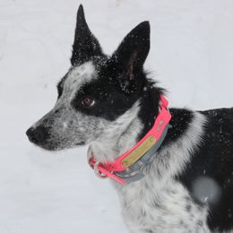 Bitta - Border Collie