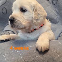 Orange girl - Light golden female Golden Retriever puppy in Albuquerque, New Mexico from Teeter's Desert  Goddess Goldens