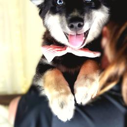 Alyssa - Black and white female Pomsky puppy in Orlando, Florida from Way too cute Pomskies