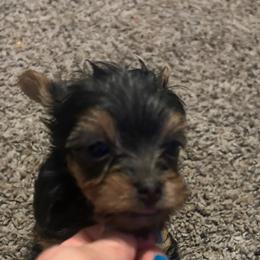 Bree - Blue and gold female Yorkshire Terrier puppy in Hot Springs, Arkansas from Weslynn Kennels