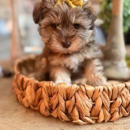 Mía - Liver female Miniature Schnauzer puppy in Orange City, Florida from Xaysha’s Miniature Schnauzers