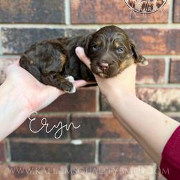 Eryn - Brown female Bernedoodle puppy in Owasso, Oklahoma from Kallams Bernedoodles & Bernese Mountain Dogs