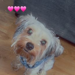 Prince - Yorkshire Terrier