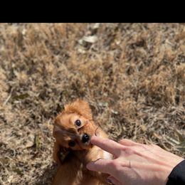 Cavalier King Charles Spaniel and Cavapoo Puppies from Texas Cavalier King Charles Spaniels Manard Enterprises