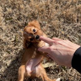 Cavalier King Charles Spaniel and Cavapoo Puppies from Texas Cavalier King Charles Spaniels Manard Enterprises