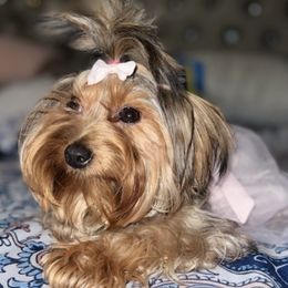 Yorkshire Terriers from Marisol's Yorkies