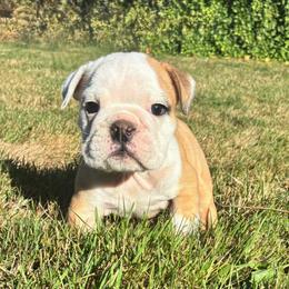 Cleo - Red and white female Bulldog puppy in Arlington, Washington from Stout's Hunting Labs and trsbullies