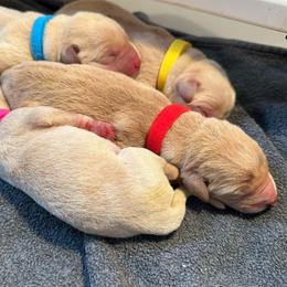 Ember - Yellow male Labrador Retriever puppy in Rock Hill, South Carolina from North Star Retrievers