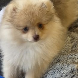 Ricky - Cream sable male Pomeranian puppy in Candler, North Carolina from Carolyn's Pomeranians