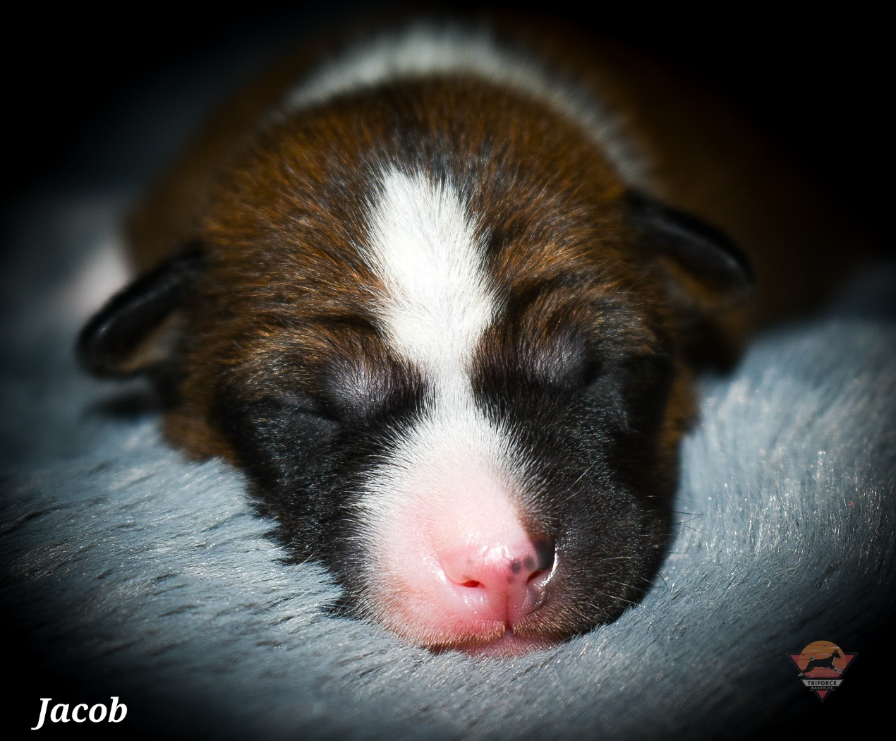 Jacob - Red and white male Basenji puppy in San Diego, California from Triforce Basenjis
