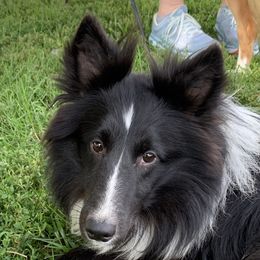 Trigger - Shetland Sheepdog