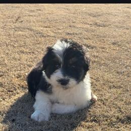 Jack - Black and white male Aussiedoodle puppy in Baldwin, Georgia from Tates Creek Kennels