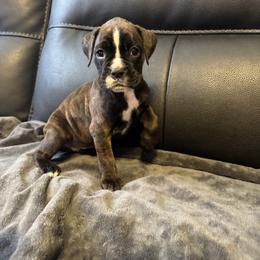 Boxer Puppies from Bellmont Boxers East TN