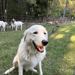 Tundra - Maremma Sheepdog