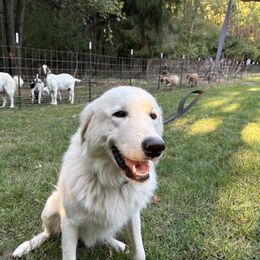 Tundra - Maremma Sheepdog