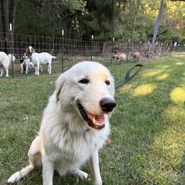 Tundra - Maremma Sheepdog