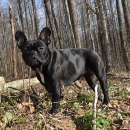 Lenny - French Bulldog