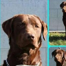 Tolber - Labrador Retriever