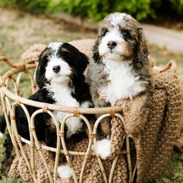 Bernedoodle and Cavapoo Puppies from Coffey House Doodles
