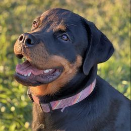 Rottweilers from Von Ratermann Rottweilers