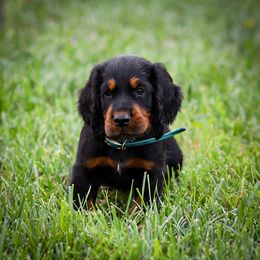 Blue - Black and tan male Gordon Setter puppy in Gordonville, Pennsylvania from Blue Ribbon Setters