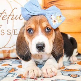 Basset Hound and Goldendoodle Puppies from Rocking H