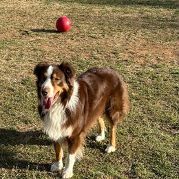 Baylor - Australian Shepherd