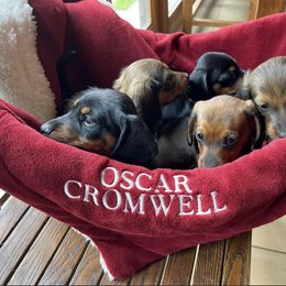 Dachshund Puppies from Cogsworth Cromwell Dachshunds of South West Michigan