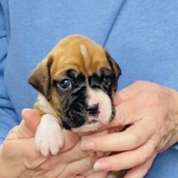 Light Blue - Fawn male Boxer puppy in Butler, Pennsylvania from Schaible's Boxer Huddle