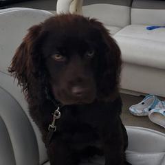 Tj - Boykin Spaniel