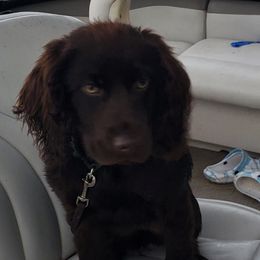 Tj - Boykin Spaniel
