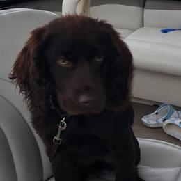 Tj - Boykin Spaniel