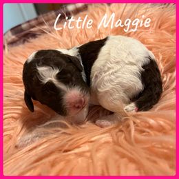 Girl 3 - Poodle puppy in Jackson, Kentucky from Ember’s Kennel of Poodles and Doodles