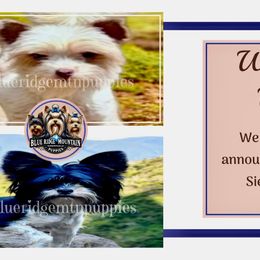 Biewer Terrier puppies from Blue Ridge Mountain Puppies