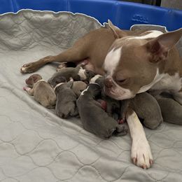 Boston Terrier Puppies from Legacy Boston Terriers