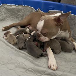 Boston Terrier Puppies from Legacy Boston Terriers