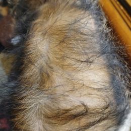 Brussels Griffon Puppies from Carol Johnson