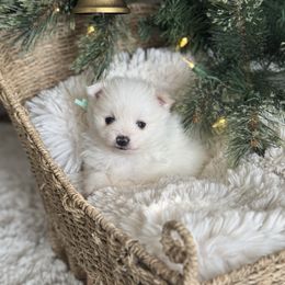 Mint - White male Pomeranian puppy in Meridian, Idaho from Idaho_poms