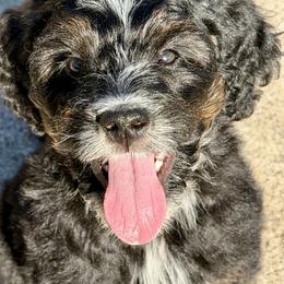 Nate - Tri-color male Bernedoodle puppy in Royse City, Texas from Platinum Bernedoodles of Texas